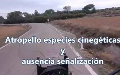Imaginemos que atropellamos a un jabalí