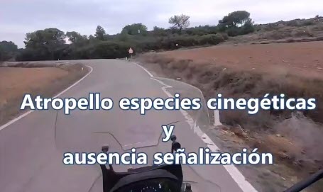 Imaginemos que atropellamos a un jabalí